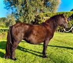 Makke, lieve 3-jarige shetlandmerrie, Dieren en Toebehoren, Paarden, Merrie, Minder dan 160 cm, 3 tot 6 jaar, Recreatiepaard