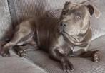 Dek Reu Engelse staffordshire bleu zeer mooie en sociale reu, Dieren en Toebehoren, Honden | Bulldogs, Pinschers en Molossers