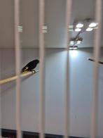 Zwarte sijs Zwarte sijzen, Meerdere dieren