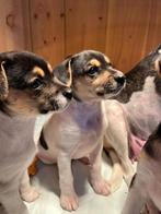 Boerenfox pups, Dieren en Toebehoren, Honden | Jack Russells en Terriërs, Rabiës (hondsdolheid), Overige rassen, 8 tot 15 weken