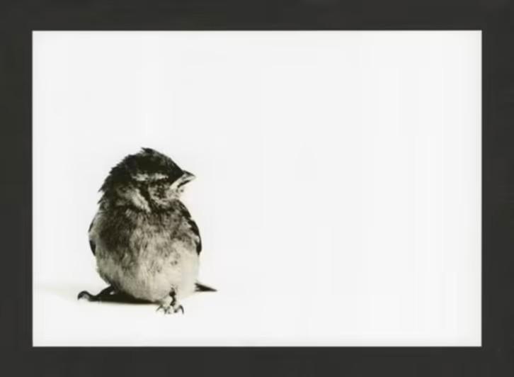 Mus Huismus Passer Domesticus., Verzamelen, Ansichtkaarten | Dieren, Ongelopen, 1980 tot heden, Vogel, Ophalen of Verzenden