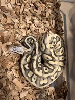Ballpython 1.0 Super Pastel DG mystic kan mee naar Houten, Dieren en Toebehoren, Slang, 0 tot 2 jaar