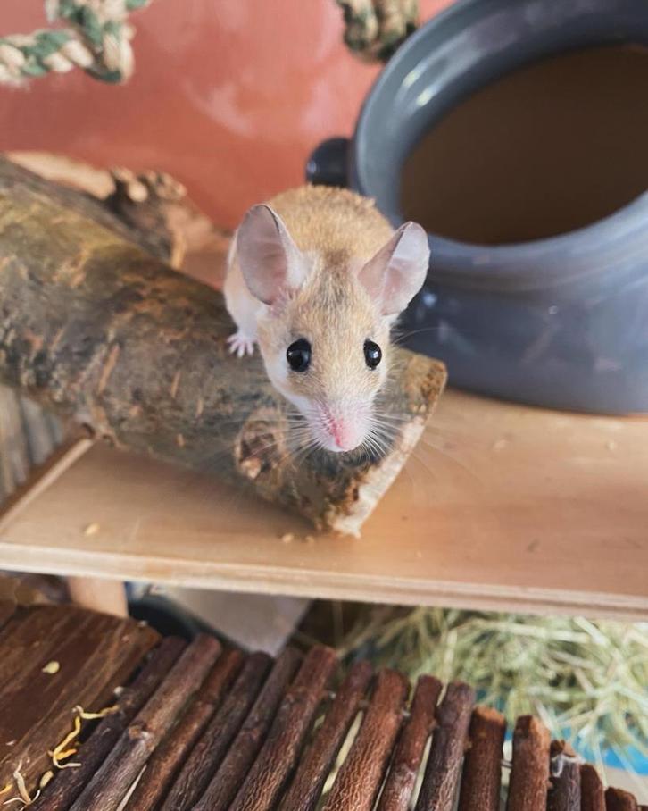 Drie vrouwtjes stekelmuizen, Dieren en Toebehoren, Knaagdieren, Vrouwelijk, Muis, September