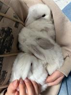 Hangoor konijnen, Dieren en Toebehoren, Konijnen, Meerdere dieren, Middelgroot, Hangoor, 0 tot 2 jaar