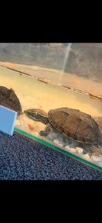 2 muskusschildpadden + toebehoren, Dieren en Toebehoren, Reptielen en Amfibieën, Schildpad, 0 tot 2 jaar