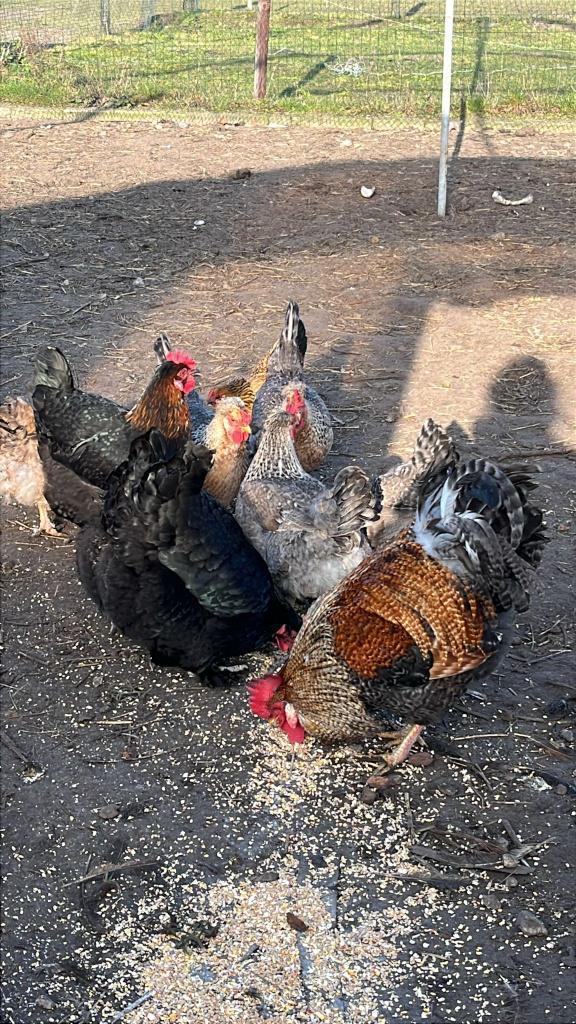 cream legbar legkippen, Dieren en Toebehoren, Pluimvee, Kip, Meerdere dieren