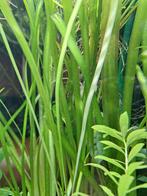 Vallisneria Giganthea, Dieren en Toebehoren, Vissen | Aquaria en Toebehoren, Ophalen, Nieuw, Plant(en), Steen of Hout