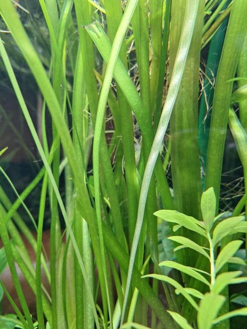 Vallisneria Giganthea, Dieren en Toebehoren, Vissen | Aquaria en Toebehoren, Nieuw, Plant(en), Steen of Hout, Ophalen
