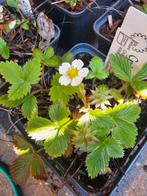 bosaardbei cruydt hoeck planten 4st, Volle zon, Vaste plant, Ophalen of Verzenden, Zomer