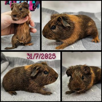 Cavia zeugje beschikbaar voor biedingen
