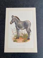 9 prenten zoogdieren 19x27 cm samen 18 euro oa jaguar, Antiek en Kunst, Antiek | Schoolplaten, Ophalen of Verzenden, Natuur en Biologie