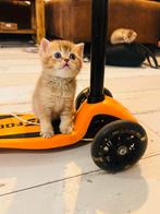 Britishe korte haar kittens met verschillende kleuren, Dieren en Toebehoren, Meerdere dieren