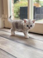 Britse Korthaar kittens exclusieve kleuren nu te reserveren, Geslacht onbekend, Ontwormd, 0 tot 2 jaar