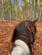 E pony / klein paard gezocht, Dieren en Toebehoren, Ophalen of Verzenden, Nieuw