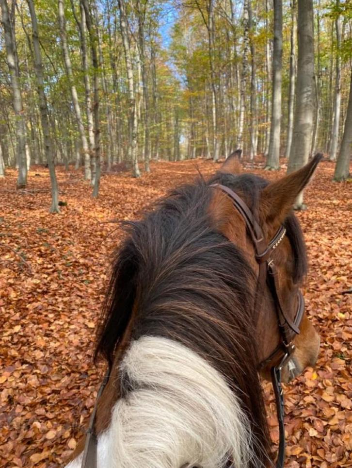 E pony / klein paard gezocht, Dieren en Toebehoren, Paarden en Pony's | Verzorgingsproducten, Nieuw, Ophalen of Verzenden