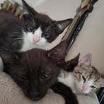 Prachtige en erg lieve kittens, Meerdere dieren