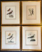 4 Ingelijste vogel prenten, Ophalen, Gebruikt, Voor 1940, Dier