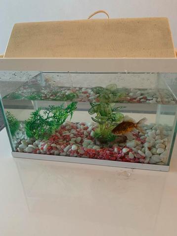 Aquarium beschikbaar voor biedingen