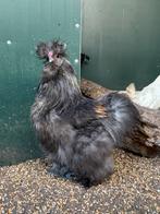 Pebble, zijdehoen haan, Dieren en Toebehoren, Pluimvee, Mannelijk, Kip