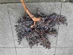 Palmzaden takken, Huis en Inrichting, Woonaccessoires | Droogbloemen, Ophalen, Gebruikt