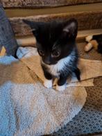 Lieve kittens zoeken een huis, Dieren en Toebehoren, Katten en Kittens | Raskatten | Korthaar, Meerdere dieren, Ontwormd