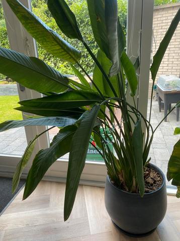 Kamer plant strelizia zonder pot beschikbaar voor biedingen