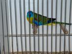 Turquoisine parkiet, Dieren en Toebehoren, Mannelijk, Parkiet, Geringd