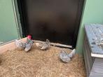 Sebright broedeieren, Dieren en Toebehoren, Pluimvee, Geslacht onbekend, Kip