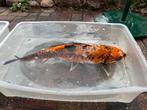 3 karpers te koop Koi, Dieren en Toebehoren, Vissen | Vijvervissen, Karper of Koi
