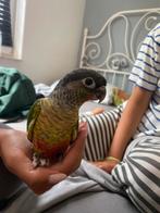 Baby pyrrhura, Dieren en Toebehoren, Geslacht onbekend, Dwergpapegaai of Agapornis, Geringd