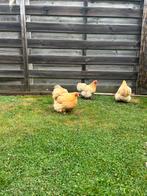 3 cochin kippen + hok, Dieren en Toebehoren, Pluimvee, Vrouwelijk, Kip