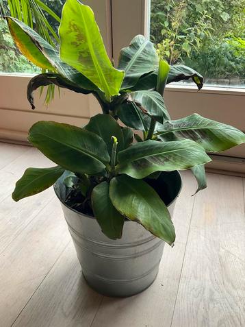 Mini Bananenplant (Dwerg Cavendish) in Pot beschikbaar voor biedingen