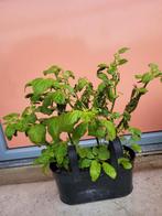 Peper planten, Ophalen of Verzenden, Eenjarig, Groenteplanten, Volle zon