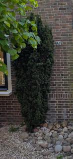 Boom gratis ophalen zelf uitgraven, Ophalen