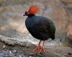 Roul Roul / roulroul, Dieren en Toebehoren, Meerdere dieren, Tropenvogel