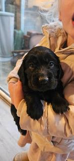 Engelse cocker spaniël pups te koop, Dieren en Toebehoren, Overige rassen, 8 tot 15 weken, Meerdere, Meerdere dieren