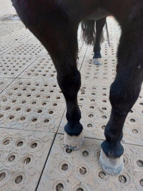Mudmodder  platen paard pony 27,50 ideaal voor droge paddock, Dieren en Toebehoren, Stalling en Weidegang, Stalling, Weidegang