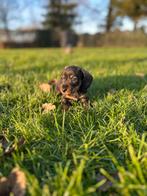 Dwergteckel pup reutje, Dieren en Toebehoren, Parvo, Reu, 8 tot 15 weken, Korthaar