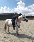 Verzorger aangeboden/ verzorg paard gezocht, Dieren en Toebehoren, Paarden en Pony's | Verzorgingsproducten, Ophalen of Verzenden