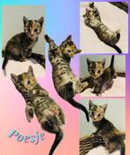 Kittens zoeken een huisje! GERESERVEERD ONDER VOORBEHOUD, Meerdere dieren, Kortharig, 0 tot 2 jaar