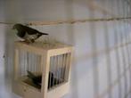 te koop Japanse meeuwen, Dieren en Toebehoren, Vogels | Overige Vogels, Vrouwelijk, Tropenvogel