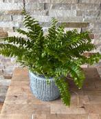 Varen in pot, Huis en Inrichting, Kamerplanten, Overige soorten, In pot, Minder dan 100 cm, Groene kamerplant