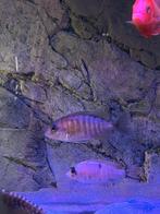 Multicolor 1 vrouw (6/8cm), Vis