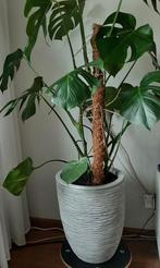 Monstera plant, Ophalen of Verzenden, Halfschaduw, Minder dan 100 cm