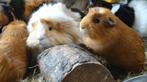 Cavia beren | Verschillende kleurslagen | Jonge cavia's, Dieren en Toebehoren, Knaagdieren, Cavia, Meerdere dieren, Tam, Oktober
