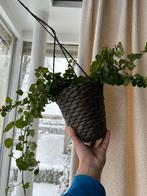 Hedera klimop kamerplant, Ophalen, Halfschaduw, Minder dan 100 cm