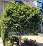 Portugese Laurier Boom, Ophalen, Halfschaduw, Overige soorten, 250 tot 400 cm