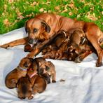 Rhodesian Ridgeback top pups, Dieren en Toebehoren, Overige rassen, CDV (hondenziekte), 8 tot 15 weken, Meerdere