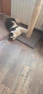 Maatje gezocht voor onze kat Ziggy!, Dieren en Toebehoren, Katten en Kittens | Overige Katten, Poes