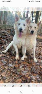 2 witte herders, Dieren en Toebehoren, Teef, Meerdere, 3 tot 5 jaar, Herder